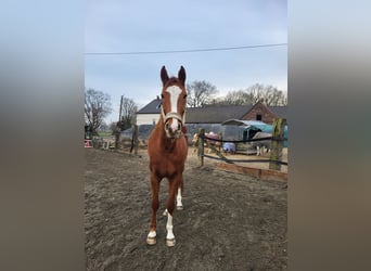 Hanoverian, Mare, 4 years, 17 hh, Chestnut-Red