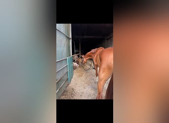 Hanoverian, Mare, 4 years, 17 hh, Chestnut-Red