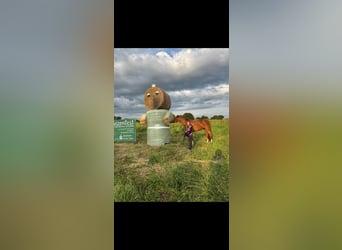 Hanoverian, Mare, 4 years, 17 hh, Chestnut-Red