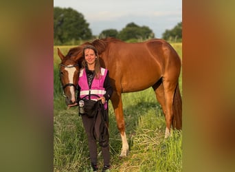 Hanoverian, Mare, 4 years, 17 hh, Chestnut-Red