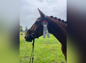 Hanoverian, Mare, 4 years, 17 hh, Chestnut-Red