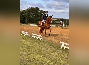 Hanoverian, Mare, 4 years, 17 hh, Chestnut-Red