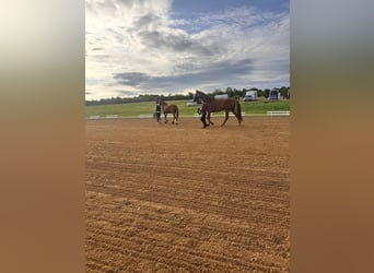 Hanoverian, Mare, 4 years, 17 hh, Chestnut-Red