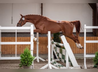 Hanoverian, Mare, 4 years, 17 hh, Chestnut-Red