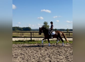 Hanoverian, Mare, 4 years, 17 hh, Chestnut-Red