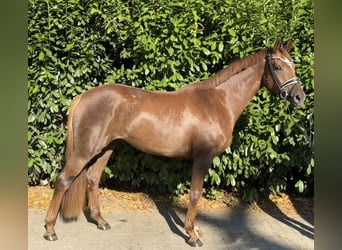 Hanoverian, Mare, 4 years, 17 hh, Chestnut-Red