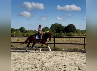 Hanoverian, Mare, 4 years, 17 hh, Chestnut-Red