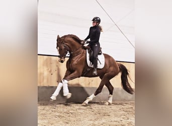 Hanoverian, Mare, 4 years, 17 hh, Chestnut-Red