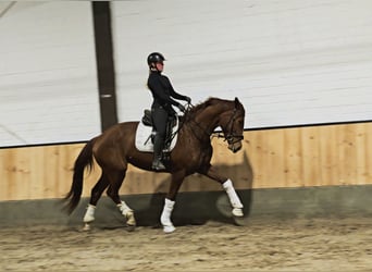 Hanoverian, Mare, 4 years, 17 hh, Chestnut-Red