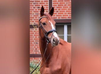 Hanoverian, Mare, 4 years, 17 hh, Chestnut-Red