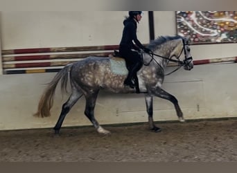 Hanoverian, Mare, 4 years, 17 hh, Grey-Dapple