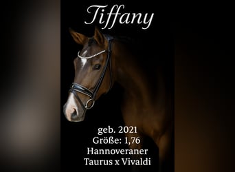 Hanoverian, Mare, 4 years, 17,1 hh, Brown