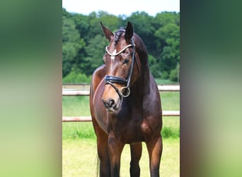 Hanoverian, Mare, 4 years, 17,1 hh, Brown