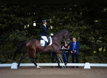 Hanoverian, Mare, 4 years, 17,2 hh, Brown