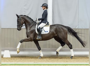 Hanoverian, Mare, 4 years, Black