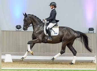 Hanoverian, Mare, 4 years, Black