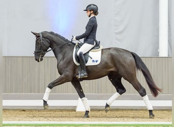 Hanoverian, Mare, 4 years, Black