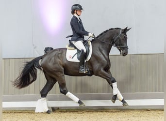 Hanoverian, Mare, 4 years, Black