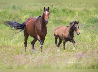 Hanoverian, Mare, 4 years, Brown