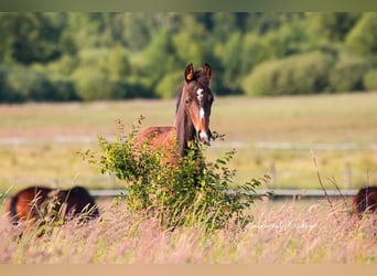 Hanoverian, Mare, 4 years, Brown