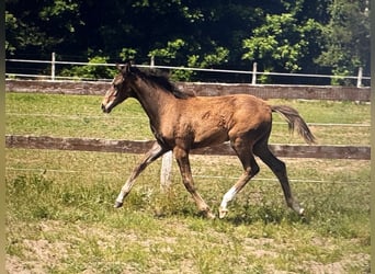 Hanoverian, Mare, 4 years, Brown