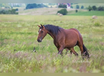Hanoverian, Mare, 4 years, Brown