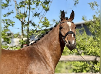 Hanoverian, Mare, 4 years, Brown
