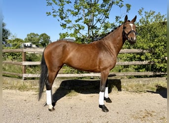 Hanoverian, Mare, 4 years, Brown
