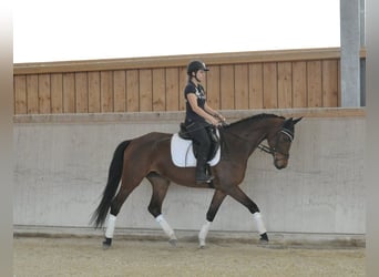 Hanoverian, Mare, 4 years, Brown