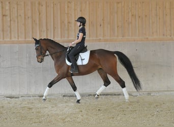Hanoverian, Mare, 4 years, Brown