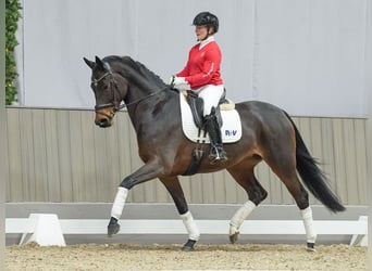 Hanoverian, Mare, 4 years, Brown