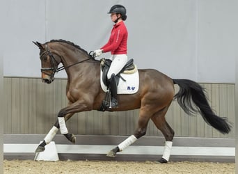 Hanoverian, Mare, 4 years, Brown