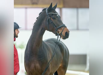 Hanoverian, Mare, 4 years, Brown