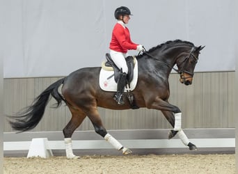 Hanoverian, Mare, 4 years, Brown