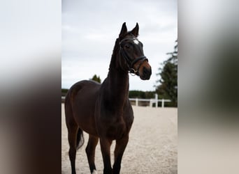 Hanoverian, Mare, 4 years, Brown