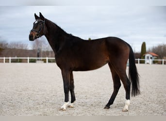 Hanoverian, Mare, 4 years, Brown