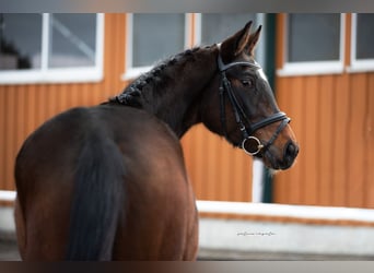Hanoverian, Mare, 4 years, Brown