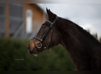 Hanoverian, Mare, 4 years, Brown