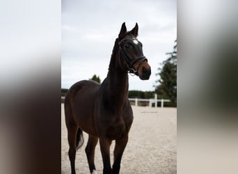Hanoverian, Mare, 4 years, Brown