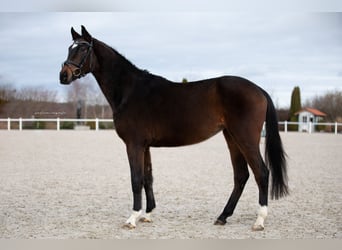 Hanoverian, Mare, 4 years, Brown