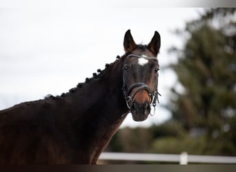 Hanoverian, Mare, 4 years, Brown