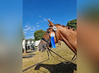 Hanoverian, Mare, 4 years, Chestnut-Red