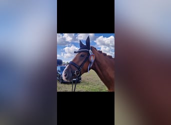 Hanoverian, Mare, 4 years, Chestnut-Red