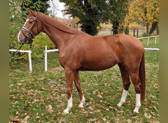 Hanoverian, Mare, 4 years, Chestnut-Red