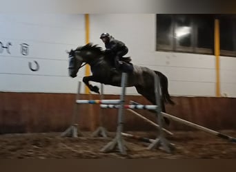 Hanoverian, Mare, 4 years, Gray-Dapple