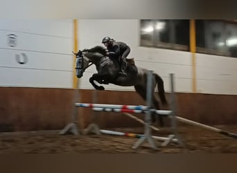 Hanoverian, Mare, 4 years, Gray-Dapple