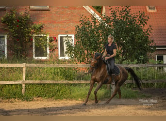 Hanoverian, Mare, 5 years, 15,1 hh, Chestnut