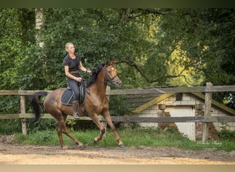 Hanoverian, Mare, 5 years, 15,1 hh, Chestnut