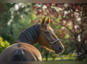 Hanoverian, Mare, 5 years, 15,1 hh, Chestnut