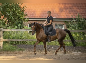 Hanoverian, Mare, 5 years, 15,1 hh, Chestnut